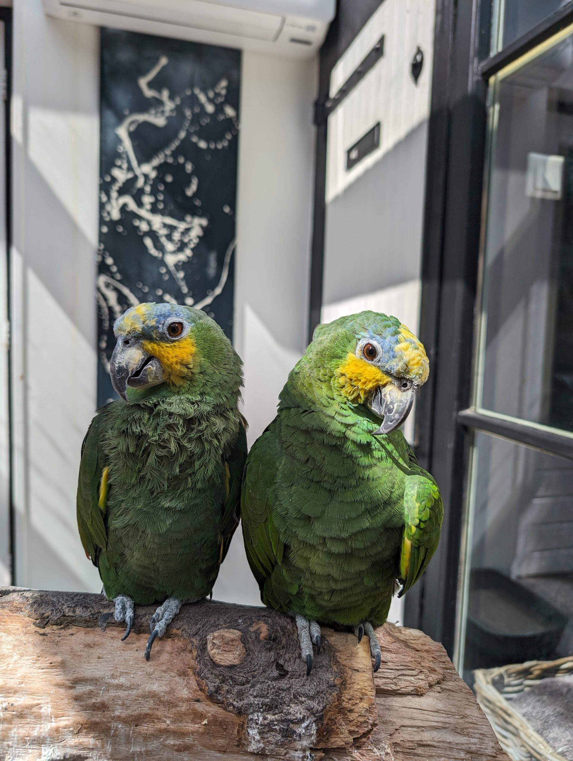 Maaike Beton, betonlook verf aan bij stichting Flappus